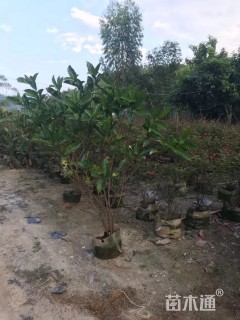 高度80厘米狗牙花