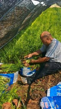 高度40厘米金叶石菖蒲