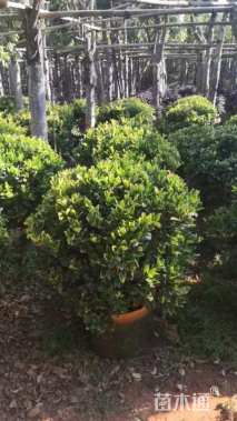 冠幅100厘米金森女贞球