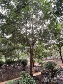 12公分紫花风铃木