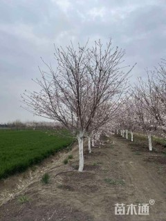 14公分染井吉野樱