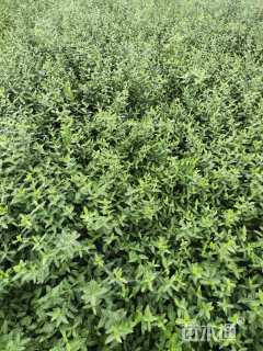 35厘米爬行韦毛