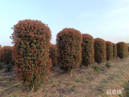 高度220厘米红叶石楠柱