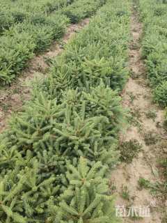 高度55.厘米云杉