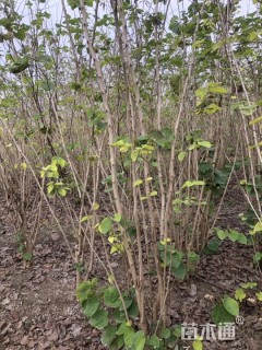 高度150厘米紫荆