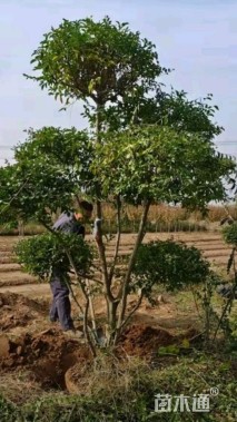 8公分造型小叶女贞