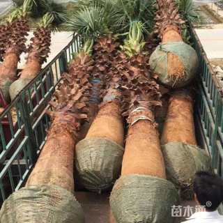 裸干高150厘米华盛顿椰子