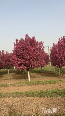 10公分绚丽海棠