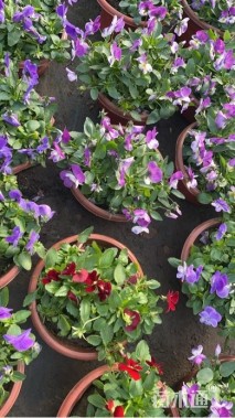 高度10厘米角堇