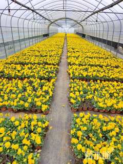 高度15厘米三色堇