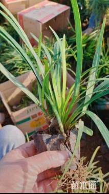 高度15厘米兰花三七草