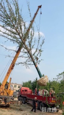 30公分银杏