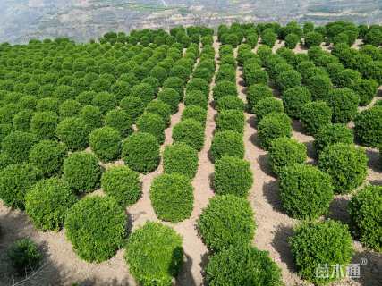 冠幅120厘米大叶黄杨球