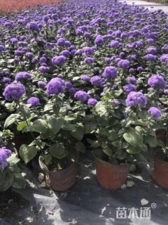 高度25厘米藿香