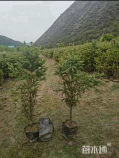 高度80厘米云杉