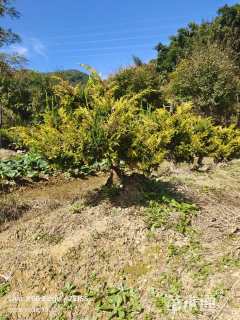 高度60厘米真柏