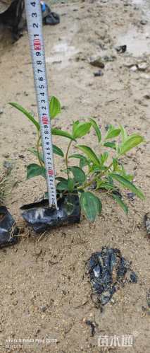 高度18厘米巴西野牡丹