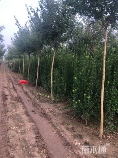 高度210厘米北海道黄杨