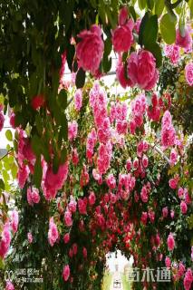 100厘米藤本月季