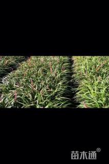 高度30厘米金边麦冬