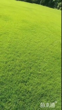 草卷状百慕大草