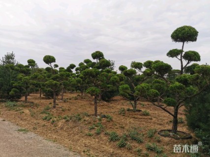 8公分造型龙柏
