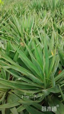 高度30厘米丝兰