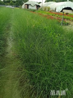 高度40厘米粉黛乱子草