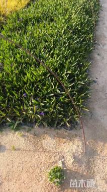 高度30厘米翠芦莉