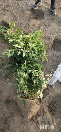 高度100厘米连翘