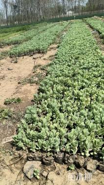 高度10厘米八宝景天