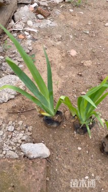 高度40厘米黄花鸢尾