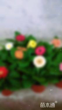 高度16厘米非洲菊