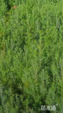 高度80厘米柏树