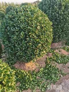120公分冬青