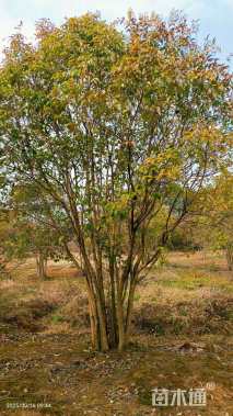 高度650厘米丛生大叶女贞