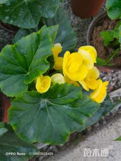 高度15厘米丽格海棠