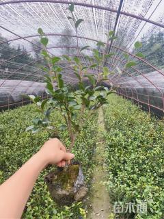 高度40厘米茶梅