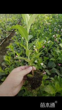 高度200厘米五彩锦带