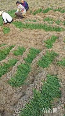 高度15厘米白花葱兰