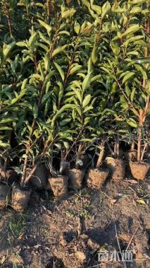 高度80厘米青珊瑚