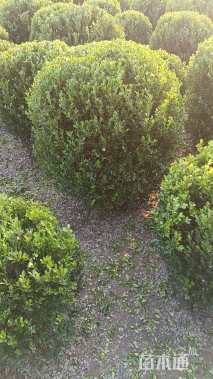 冠幅100厘米瓜子黄杨球