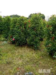 高度35厘米扶桑