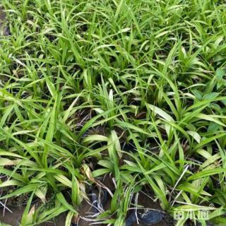 高度50厘米吉祥草