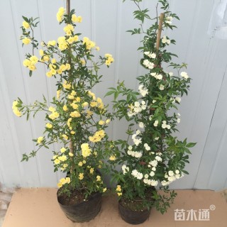 20厘米南五味子