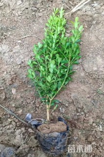 高度20厘米小叶黄杨