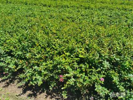 高度40厘米矮紫薇小苗