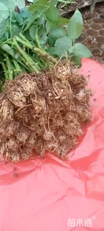 高度10厘米月季小苗