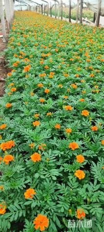 高度25厘米孔雀草