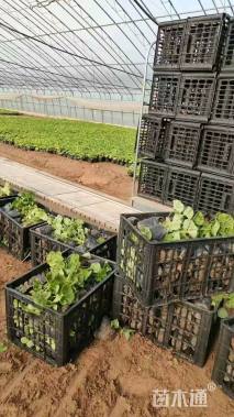 高度15厘米天竺葵